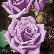 Image result for tea roses