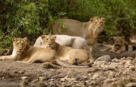 Image result for asiatic lion image