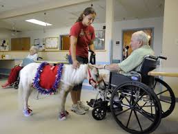 Image result for minature horse shoes