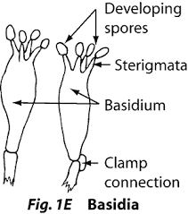 Resultado de imagen para basidiomycetes