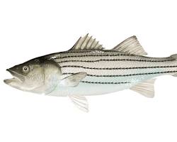 Image of Striped Bass fish