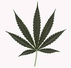 Résultat de recherche d'images pour "cannabis leaf"