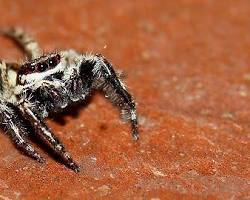 Image of Gray Wall Jumper