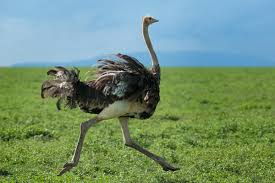 Image result for Ostrich