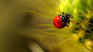 Image result for insect