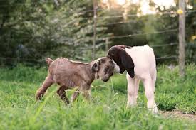Image result for GOAT