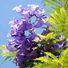 Resultado de imagen para jacarandá flores