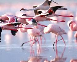Image of Lake Nakuru with pink flamingos