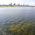Editorial: St. Petersburg needs more openness about bay discharges