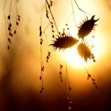 Image result for 추석