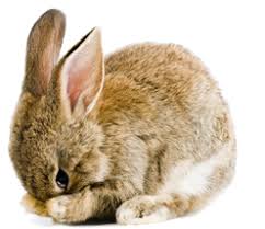 Image result for RABBIT