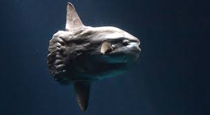 Image result for moonfish