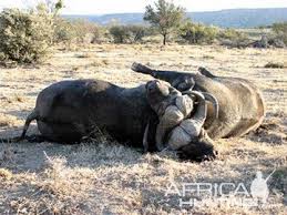 Image result for cape buffalo