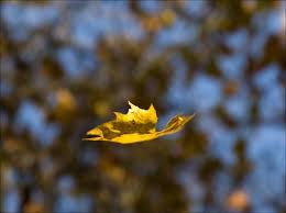 Image result for leaf falling pictures