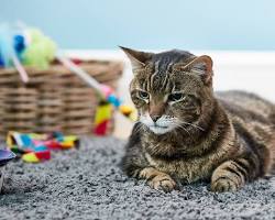 bored cat ignoring a toyの画像