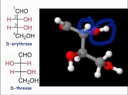英和画像辞典：(tetrose)の関連画像一覧！