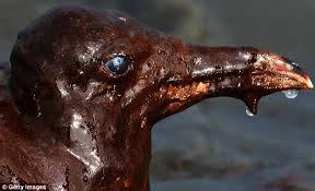 Image result for environmental disaster by american company