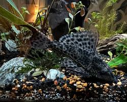 Image of fish tank with a bristlenose pleco fish
