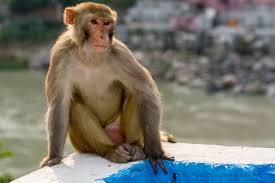 Image result for MONKEYS