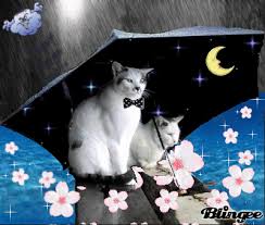 Résultat de recherche d'images pour "gif pluie chat"