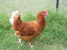 Rhode Island Isa Brown Hybrid Cross Between Rhode Island Red