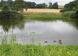 Image result for fishing pool