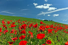 Маки в Тоскане