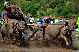 Image result for berapan kebo