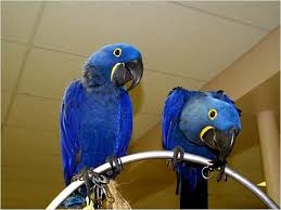 Image result for baby macaw parrot for sale