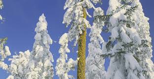 Image result for Shasta red fir