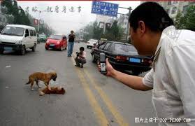 Resultado de imagem para imagens fofas de vira latas