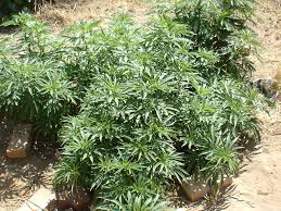 medical marijuana