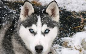 Resultado de imagen para perros huskies siberianos