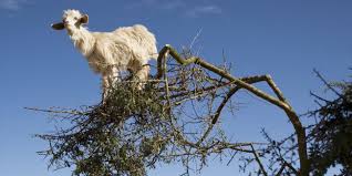 Image result for goat tree