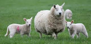 Resultado de imagen para los animales domésticos