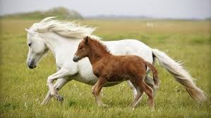Image result for HORSE