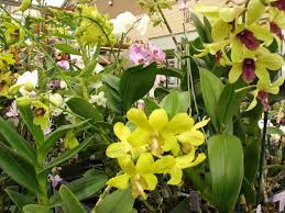 Resultado de imagen para reproduccion de las orquideas