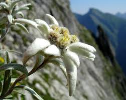 Résultat de recherche d'images pour "edelweiss"