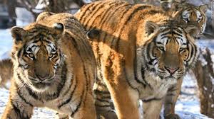 شاهد.. ماذا فعلت النمور بعد قفز شخص في منزلهم