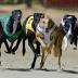 RSPCA investigates possible mass greyhound grave near Newcastle