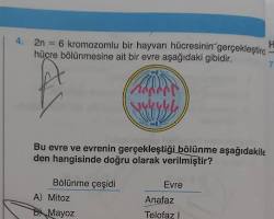 2n=6 kromozomlu bir hayvan hücresinin metafaz evresi