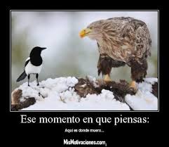 Resultado de imagen para imagenes con frases locas para facebook