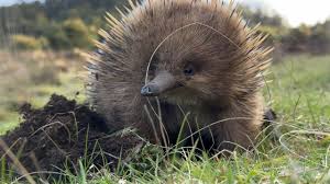 Universum: Tasmaniens wundersame Tierwelt