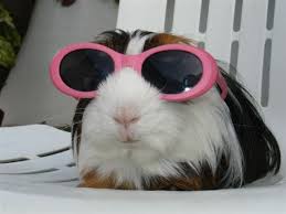Image result for funny pics of animals