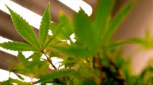 Resultado de imagen de Legalization
