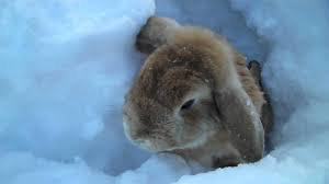 Image result for RABBIT