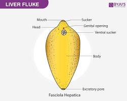 Image of Fasciola hepatica (liver fluke)