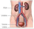 Cytomegalovirus infection in renal transplant recipients