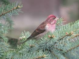 Hasil gambar untuk Purple finch