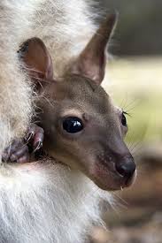 Image result for kangaroo giving birth to joey